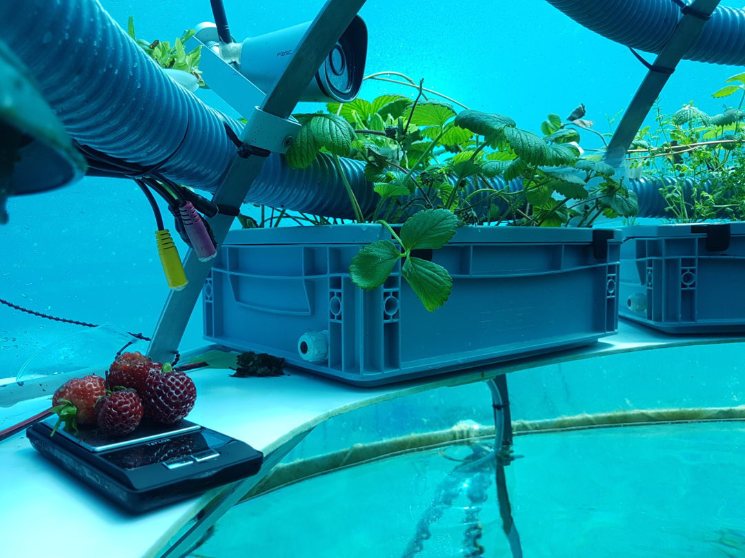 nemos garden