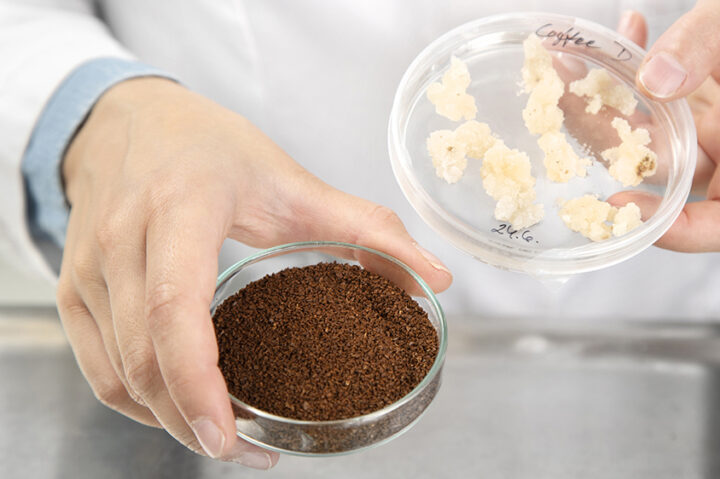 Kaffecellskulturer (till höger) och rostat kaffe framställt med VTT:s cellulära jordbruksmetod.