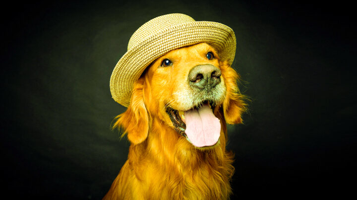 Golden Retriever hund porträtt med stråhatt på svart bakgrun