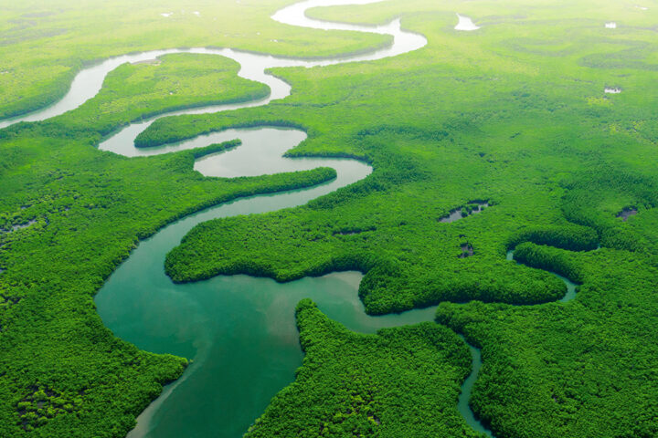 Flygfoto över grön mangroveskog. Naturlandskap. Tropisk regnskog. Afrika. Gambia. Senegal.