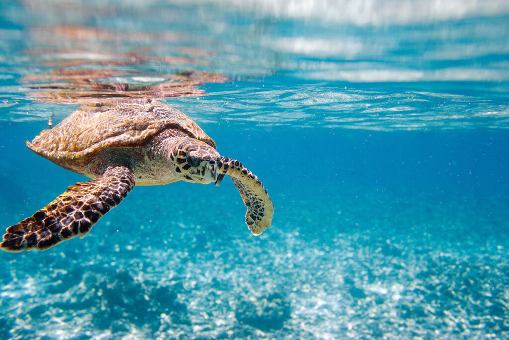 Seychellerna sködpadda
