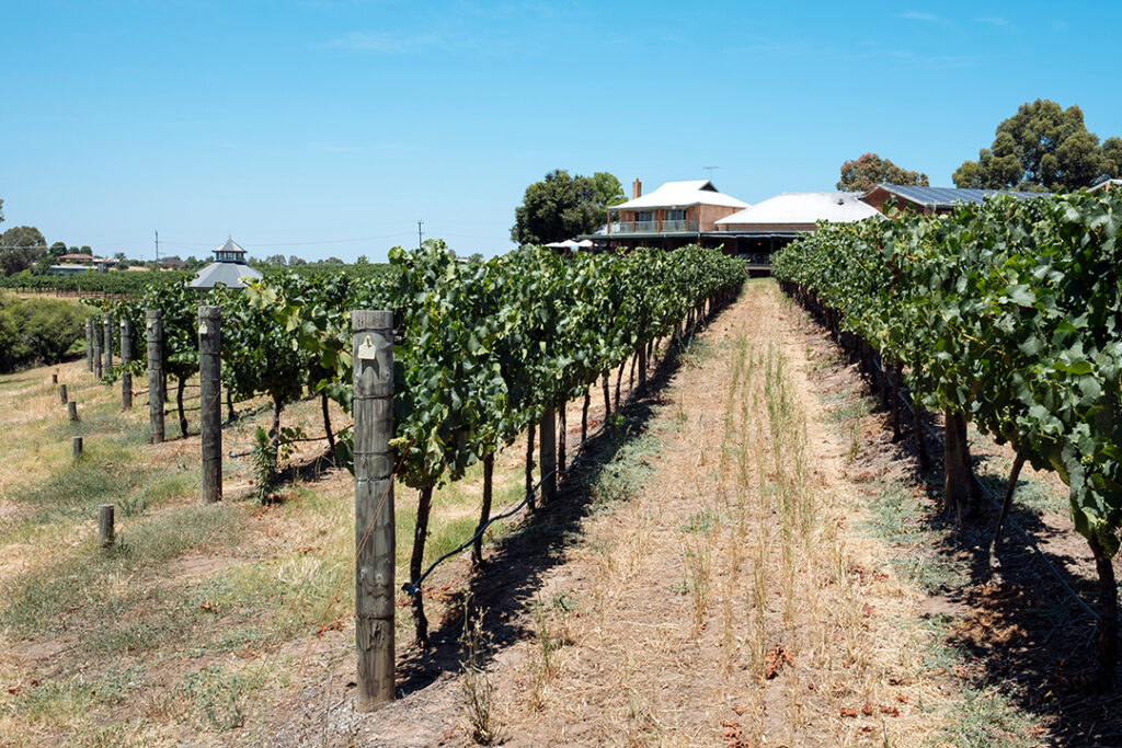 Vingård vid Margaret River-regionen i Perth