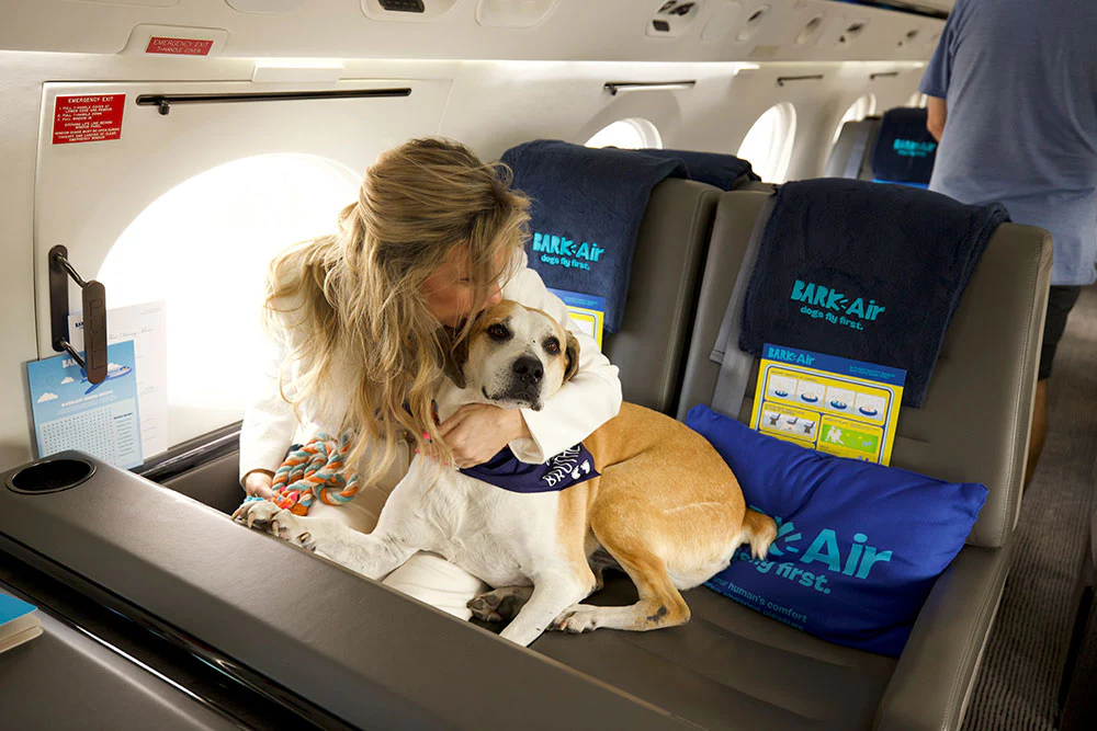 hund och passagerare på ett plan