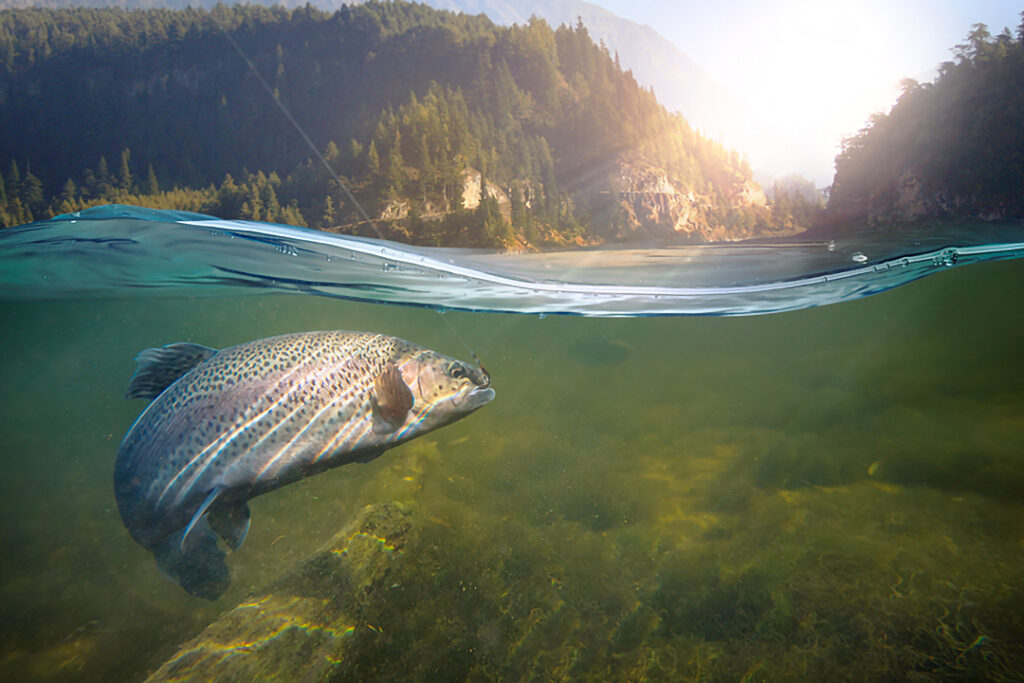 En öring fastnar i en fiskekrok under vatten