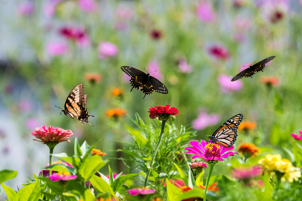 Fjärilar och blommor
