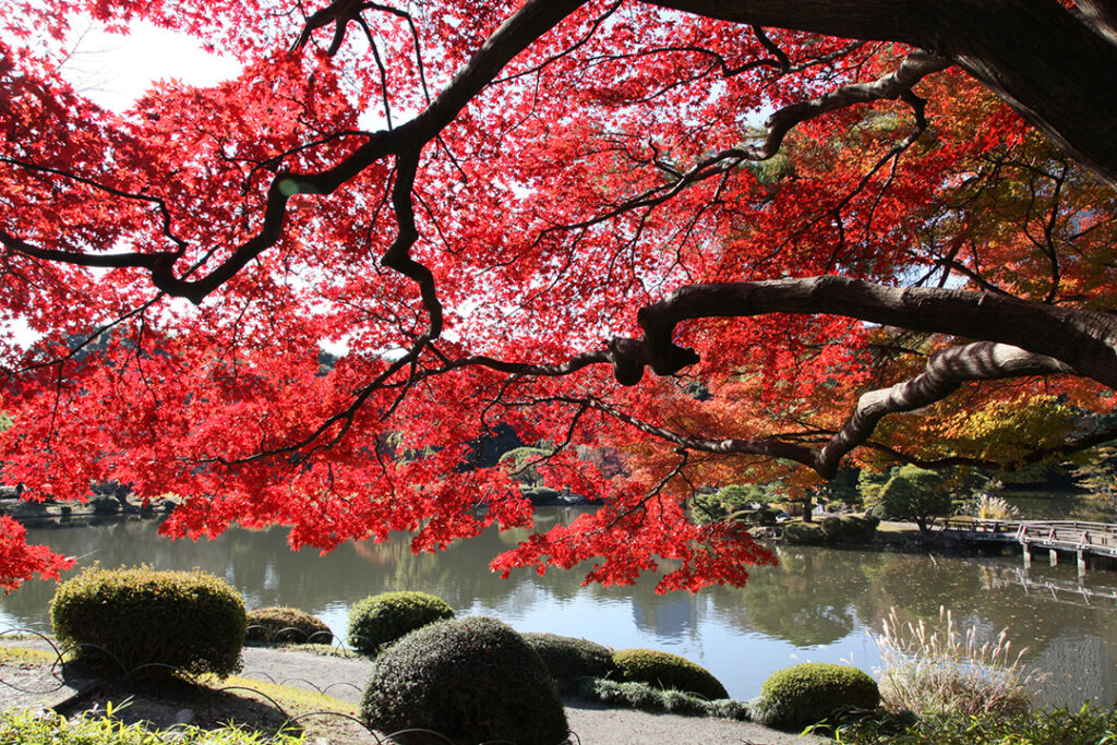 japansk park