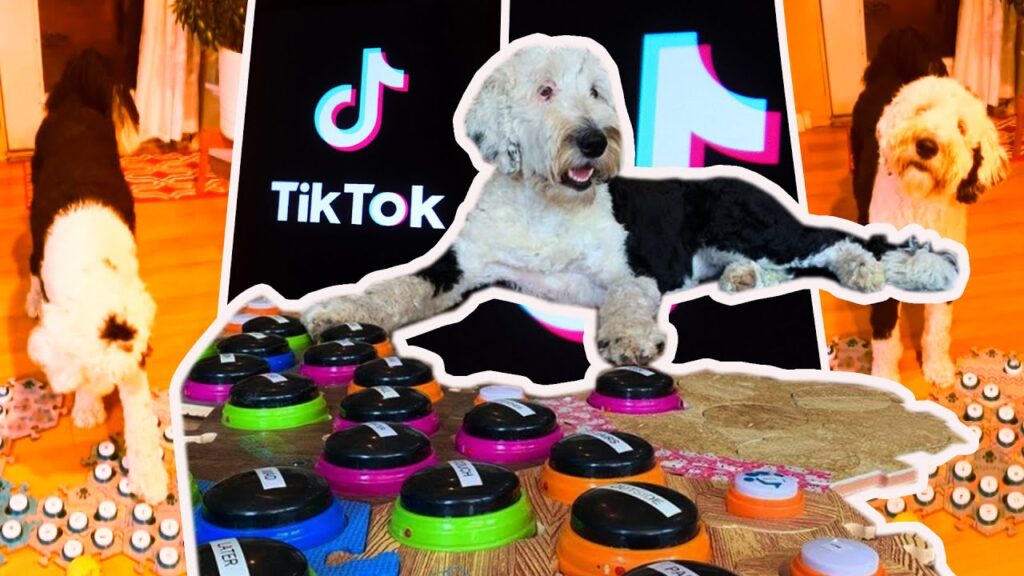 hunden Bunny på TikTok