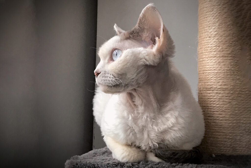 vit katt