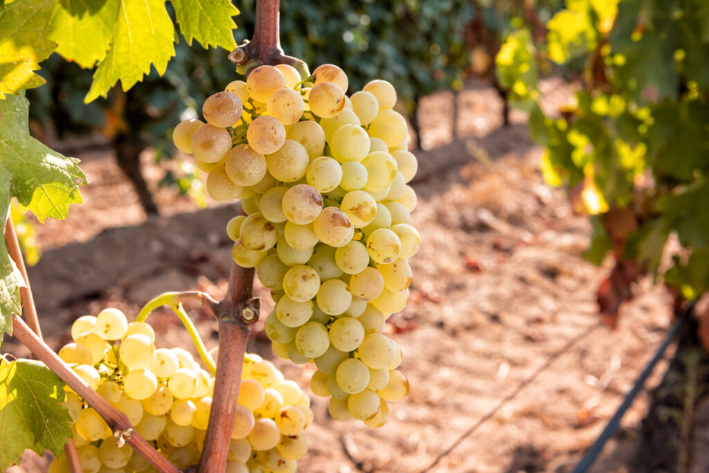Vermentino druvor