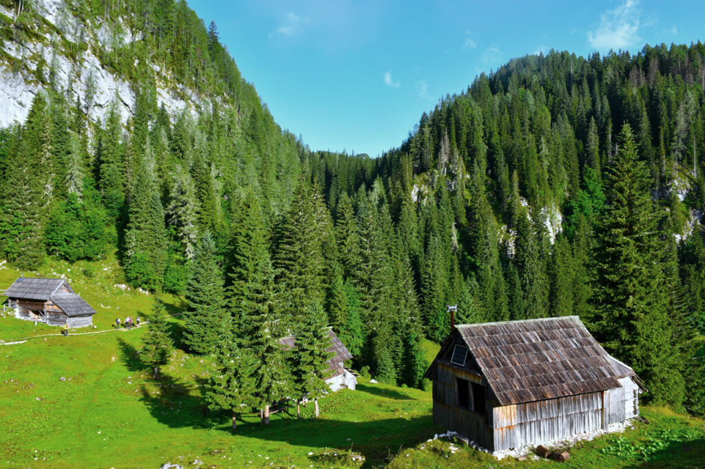 Trähyddor på Planina Jezero alpin bete och en barrträdsgranskog i julianska alperna, Gorenjska, Slovenien