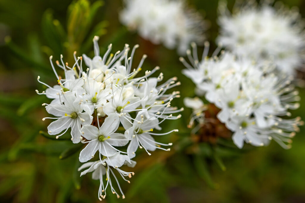 Skvattram (Rhododendron tomentosum)