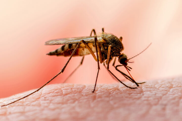 Zika-myggan
